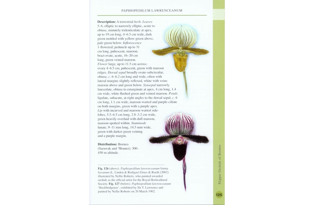 Slipper Orchids of Borneo