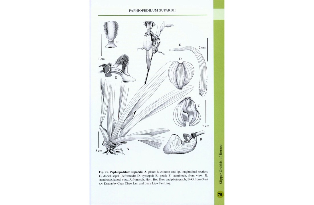 Slipper Orchids of Borneo
