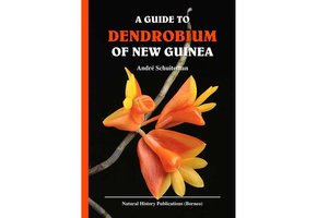 A Guide to Dendrobium of New Guinea