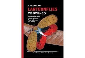 A Guide to Lanternflies of Borneo
