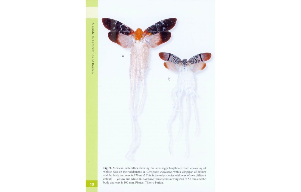 A Guide to Lanternflies of Borneo