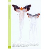 A Guide to Lanternflies of Borneo