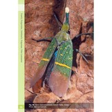 A Guide to Lanternflies of Borneo