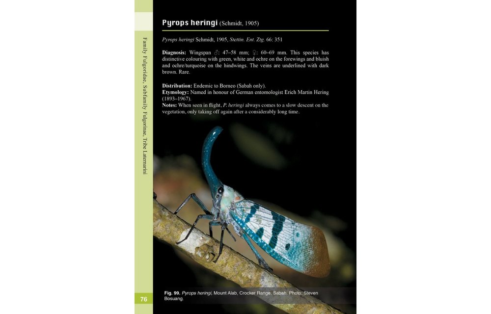 A Guide to Lanternflies of Borneo