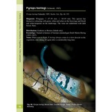 A Guide to Lanternflies of Borneo