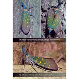 A Guide to Lanternflies of Borneo