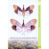A Guide to Lanternflies of Borneo