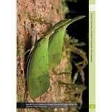 A Guide to Lanternflies of Borneo
