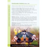 A Guide to Lanternflies of Borneo