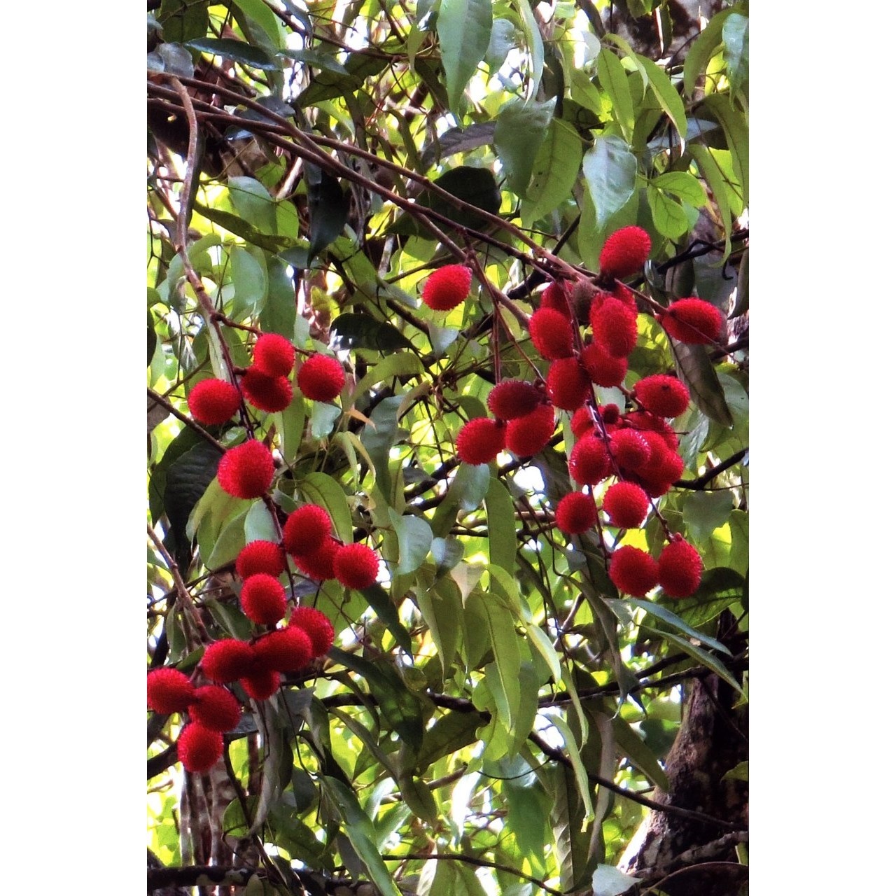 A Guide to Wild Fruits of Borneo