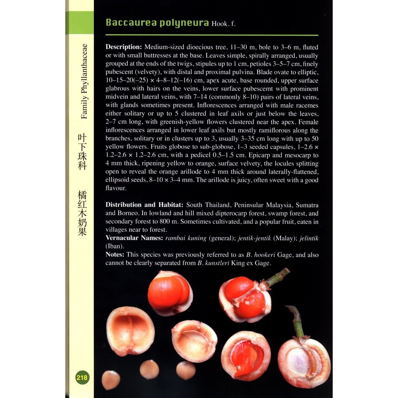 A Guide to Wild Fruits of Borneo