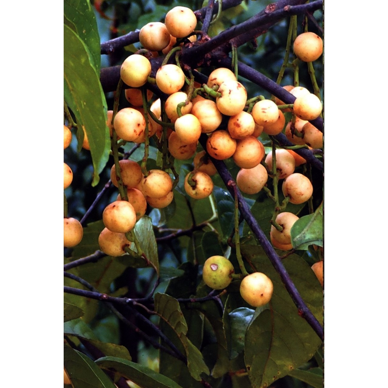 A Guide to Wild Fruits of Borneo
