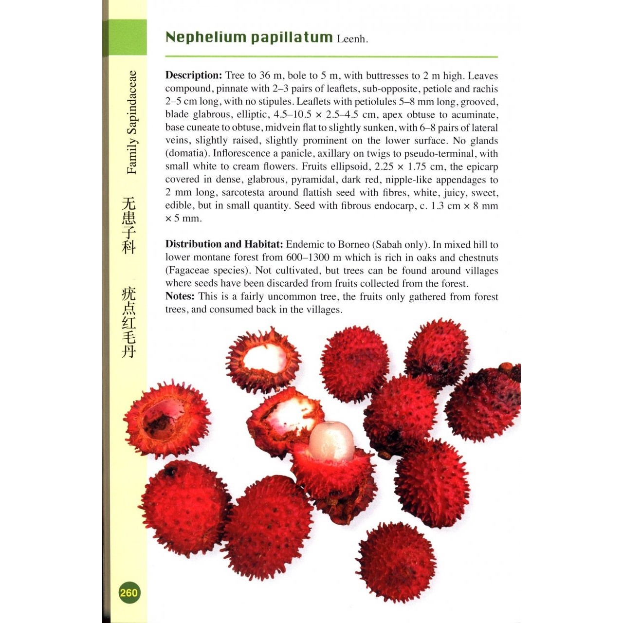 A Guide to Wild Fruits of Borneo