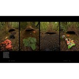 New Guinea - Nature and Culture of Earth's Grandest Island