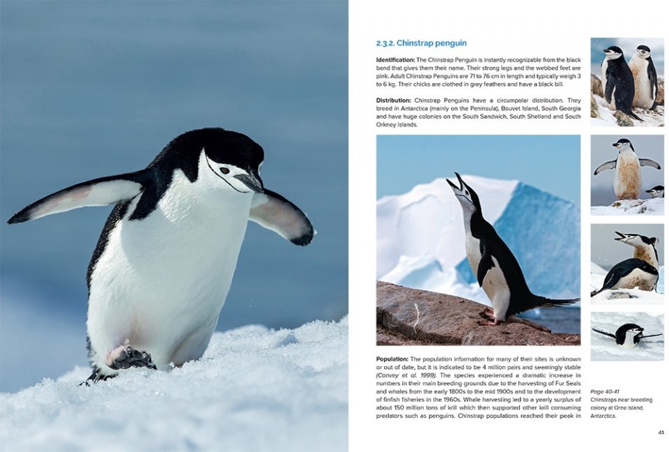 Around the World for - Where to See All the 18 Penguin - Veldshop.nl