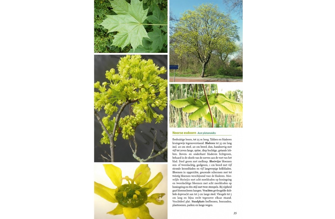 Basisgids Bomen en struiken