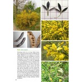 Basisgids Bomen en struiken