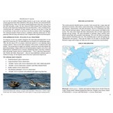 Multimedia Identification Guide to North Atlantic Seabirds: Shearwaters, Jouanin's & White-Chinned Petrels