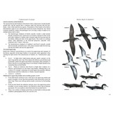Multimedia Identification Guide to North Atlantic Seabirds: Shearwaters, Jouanin's & White-Chinned Petrels