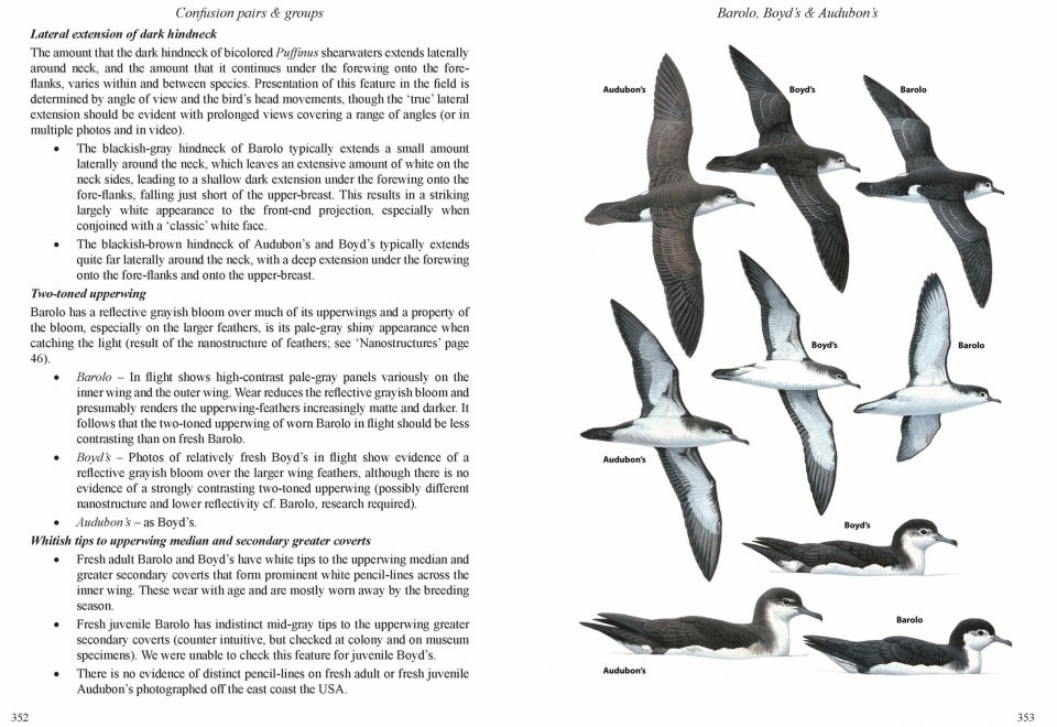 Multimedia Identification Guide to North Atlantic Seabirds: Shearwaters, Jouanin's & White-Chinned Petrels