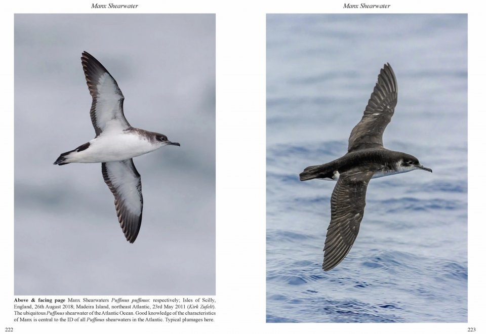 Multimedia Identification Guide to North Atlantic Seabirds: Shearwaters, Jouanin's & White-Chinned Petrels