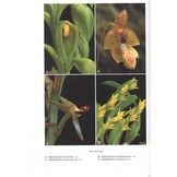 Orchids of Madagascar