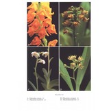 Orchids of Madagascar