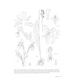 Orchids of Madagascar