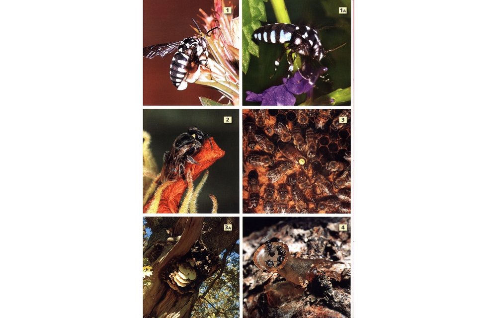 Field Guide to Insects of South Africa