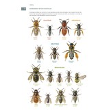 Bijen Veldgids voor Nederland en Vlaanderen