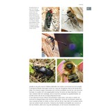 Bijen Veldgids voor Nederland en Vlaanderen