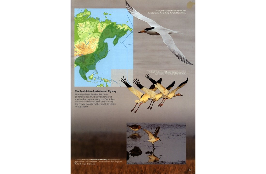 The World's Rarest Birds