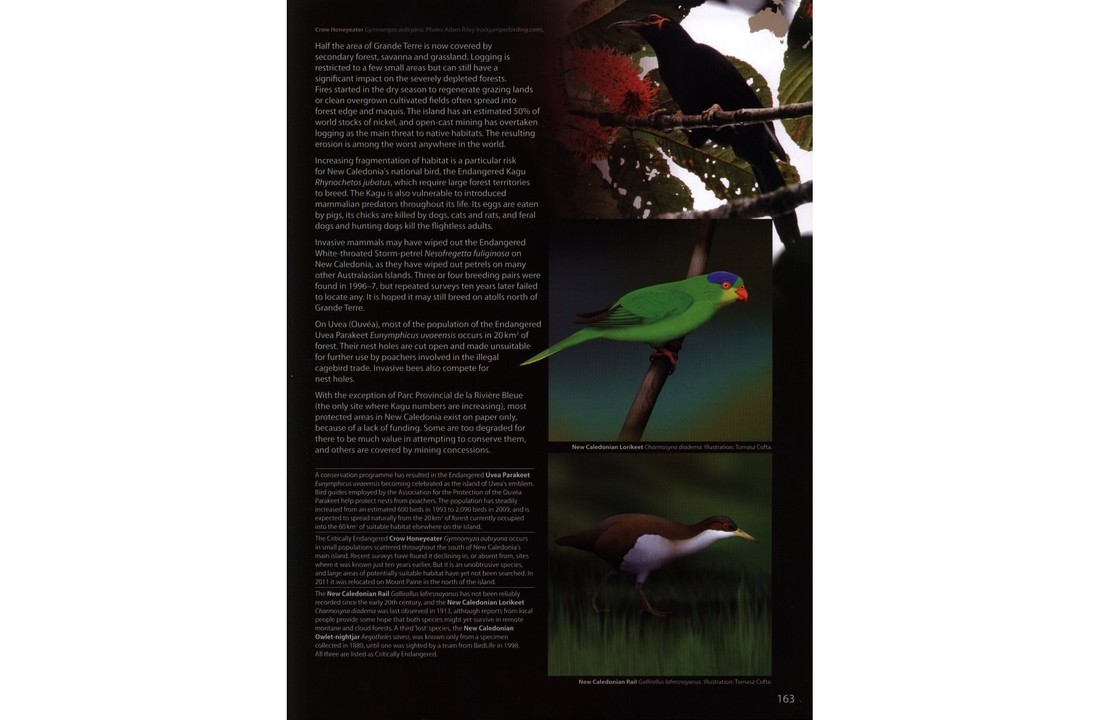 The World's Rarest Birds