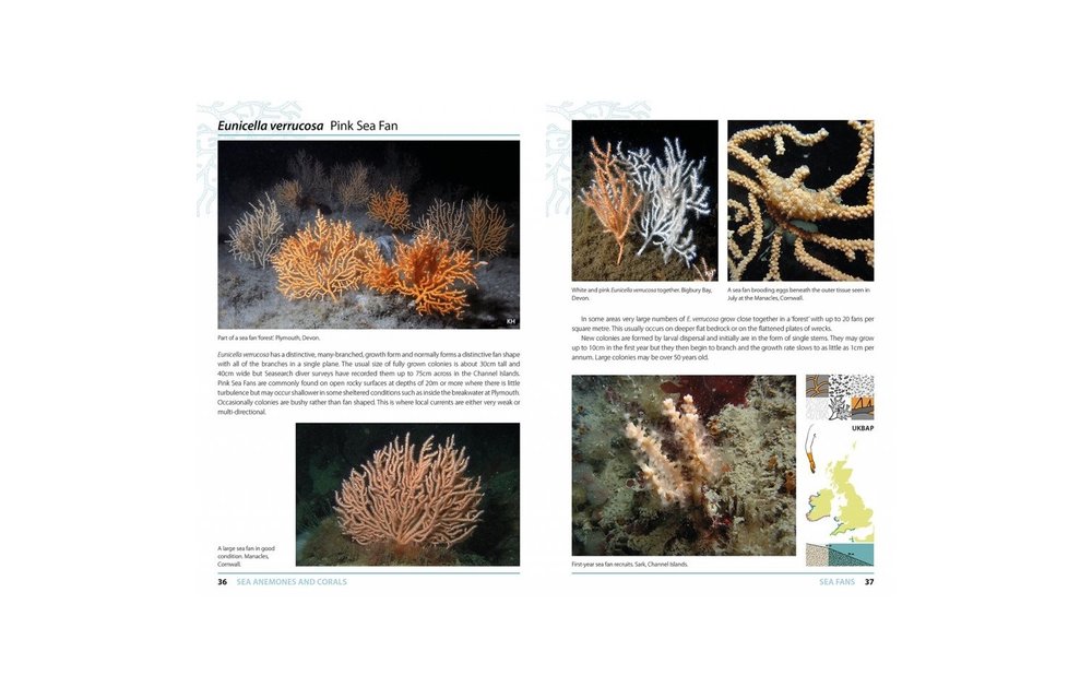 Sea Anemones and Corals of Britain and Ireland