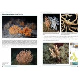 Sea Anemones and Corals of Britain and Ireland