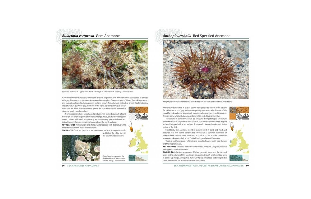 Sea Anemones and Corals of Britain and Ireland