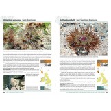 Sea Anemones and Corals of Britain and Ireland
