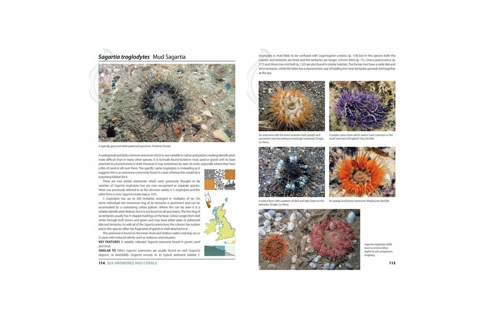 Sea Anemones and Corals of Britain and Ireland