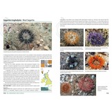Sea Anemones and Corals of Britain and Ireland