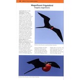 A Photographic Guide to the Birds of the Cayman Islands