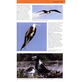 A Photographic Guide to the Birds of the Cayman Islands