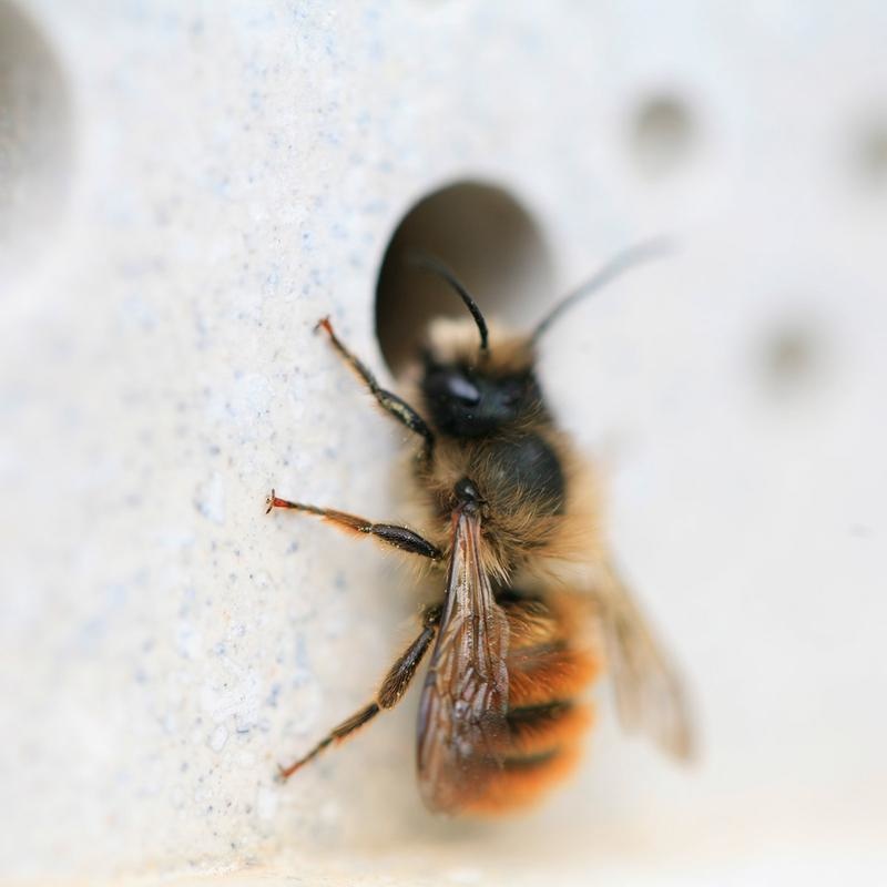Bees Block XL