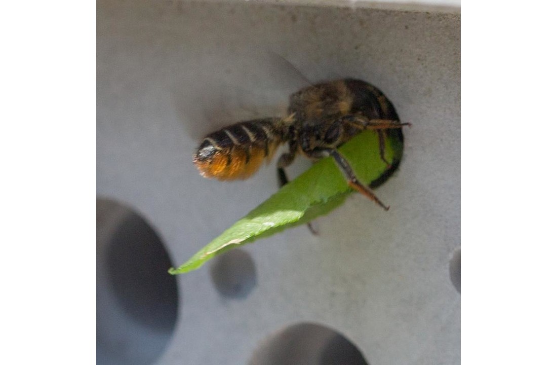 Bees Block
