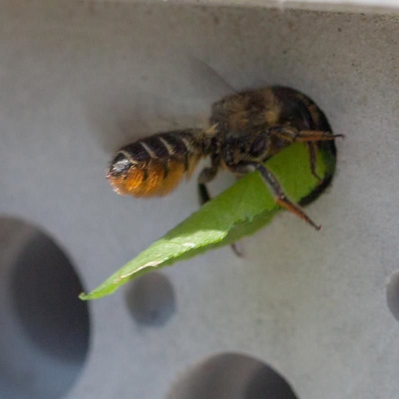 Bienenblock XL