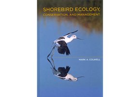 Shorebird Ecology, Conservation, and Management