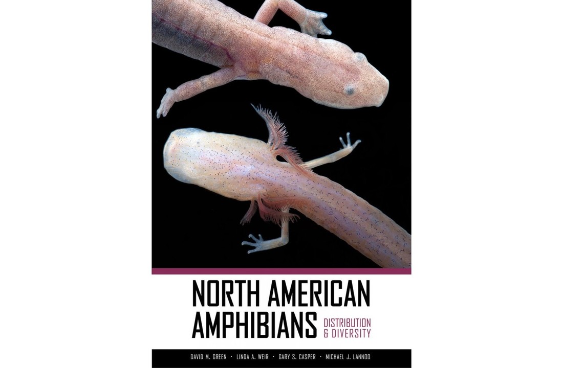 North American Amphibians - Distribution & Diversity