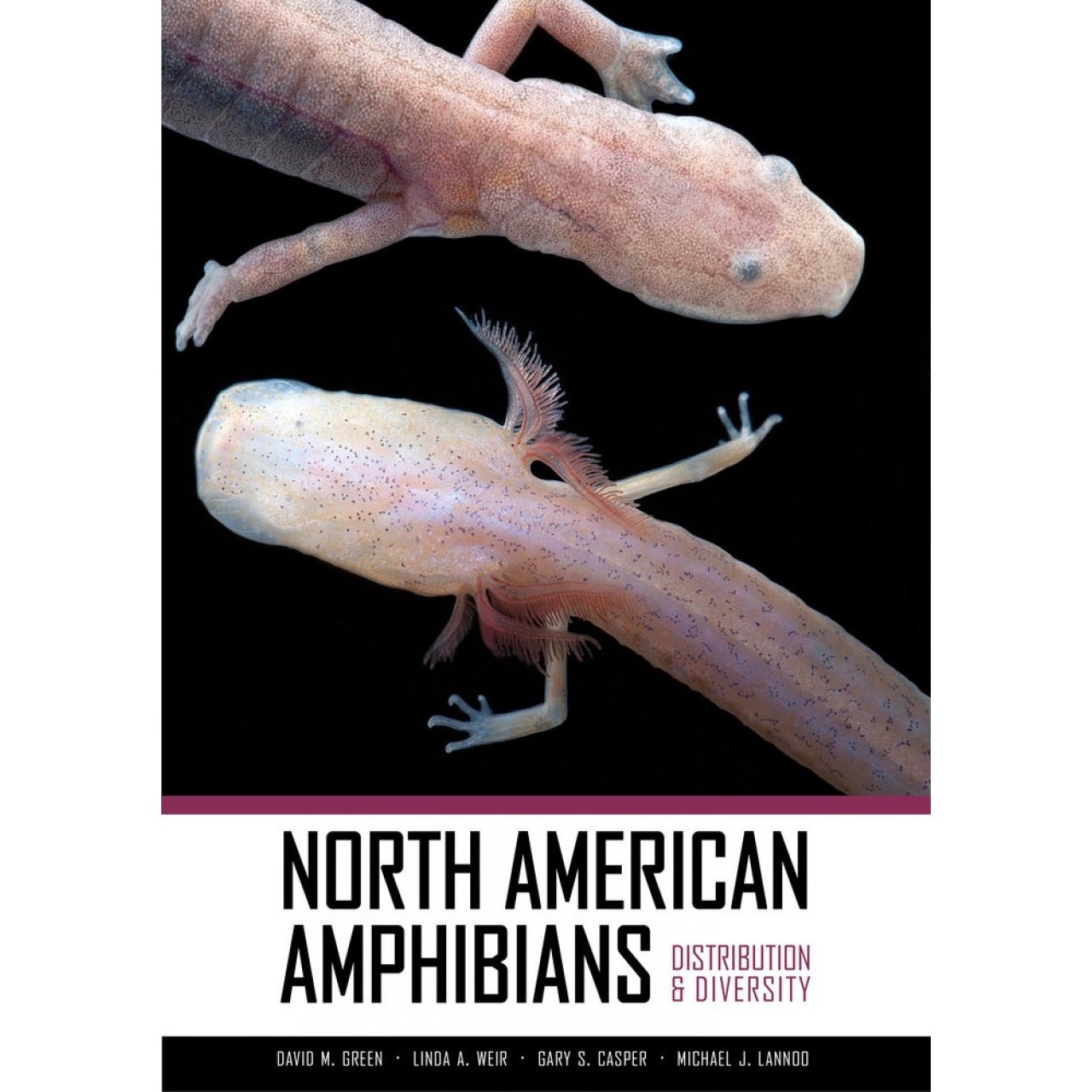 North American Amphibians - Distribution & Diversity