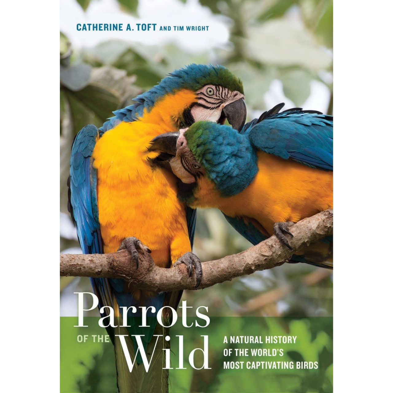 Parrots of the Wild - A Natural History of the World's Most Captivating Birds