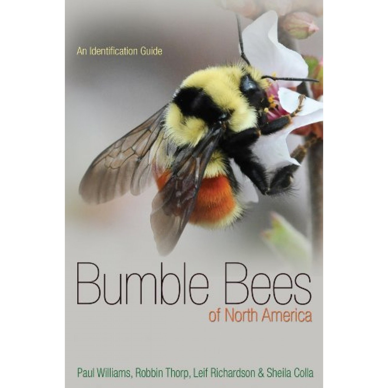 Bumble Bees of North America - An Identification Guide