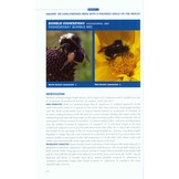 Bumble Bees of North America - An Identification Guide